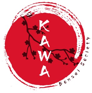 kawa-ok-quality-2
